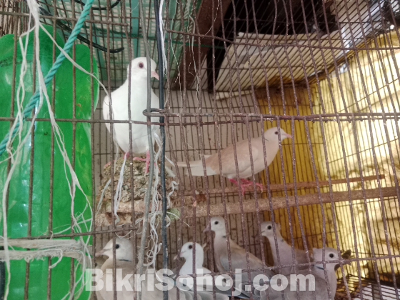 Australian Dove